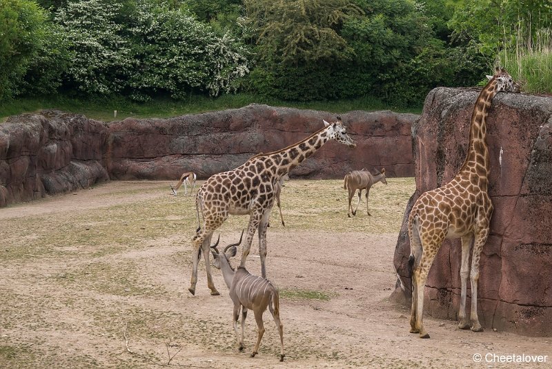 _DSC0180.JPG - Kudu en Giraffe